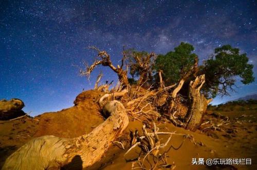 来格尔木胡杨沙漠公园体验生命之花的绚烂。